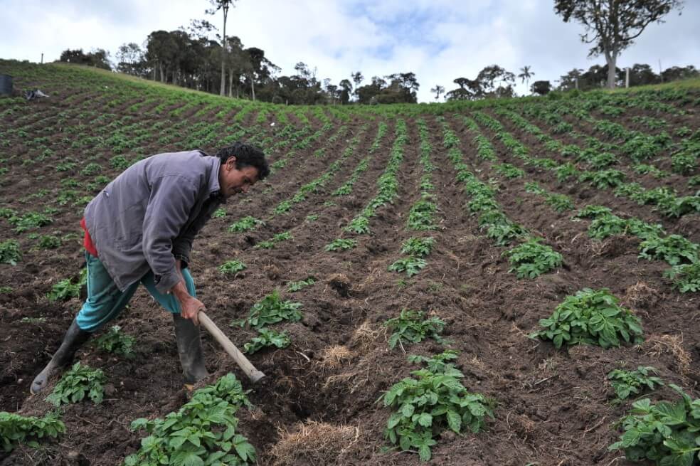 ¿Cómo garantizar la seguridad alimentaria en tiempos del COVID-19?