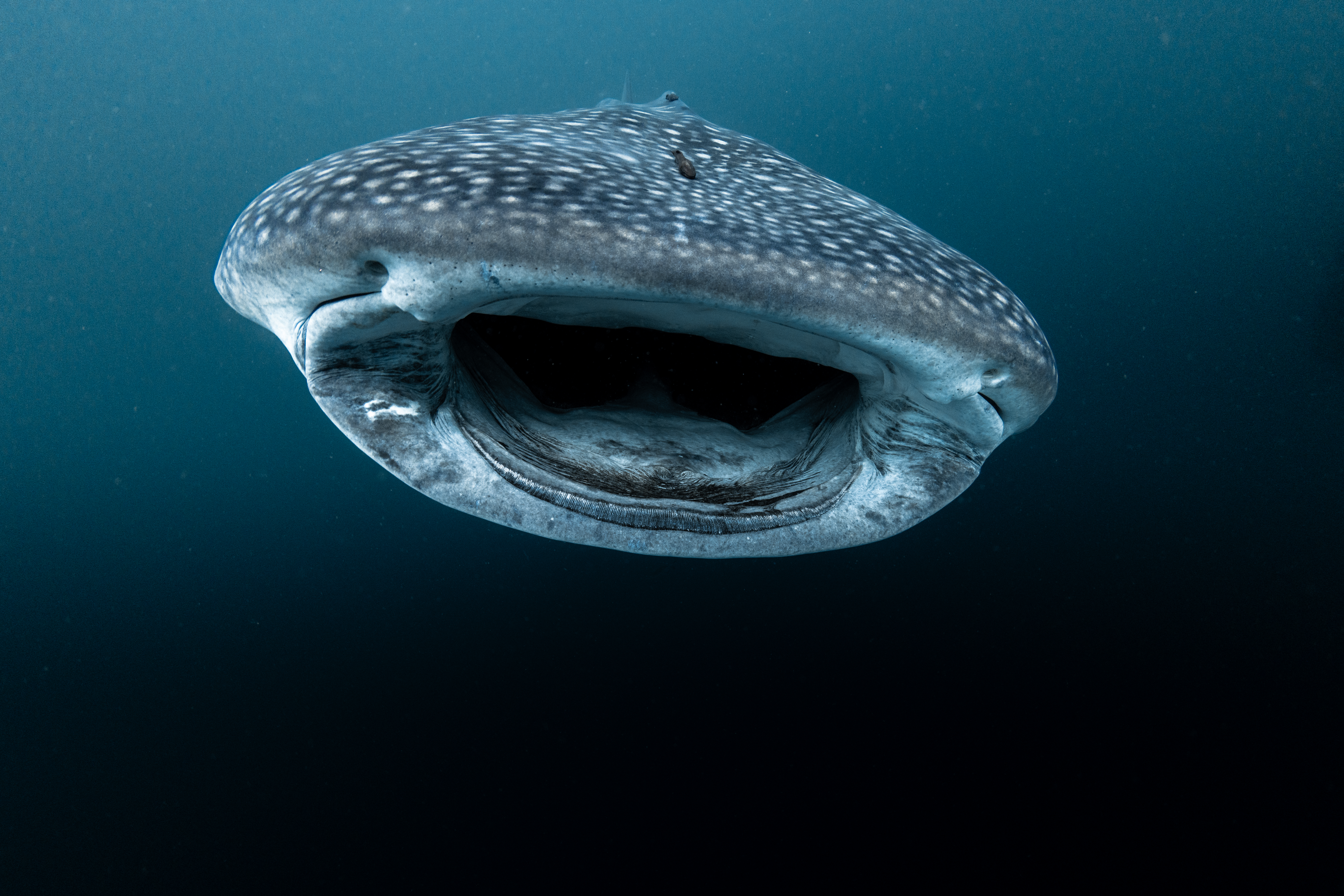Tiburón ballena en Colombia