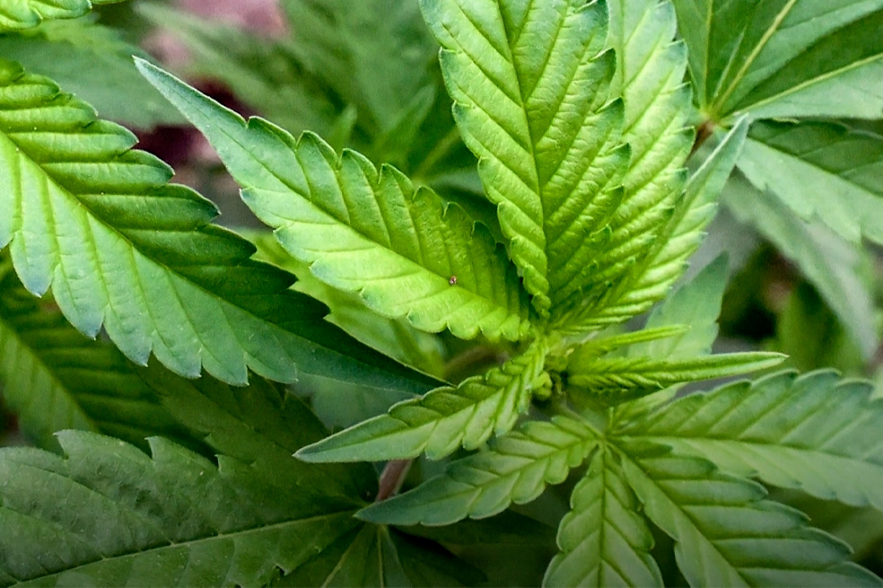 Así funciona el cannabis o marihuana medicinal en el manejo del dolor