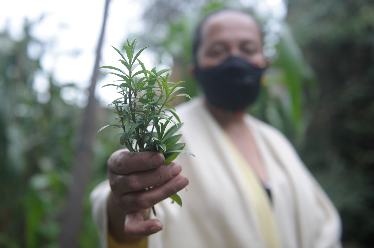 Además de diversas frutas y verduras, en la huerta de Marta también hay plantas aromáticas y medicinales.