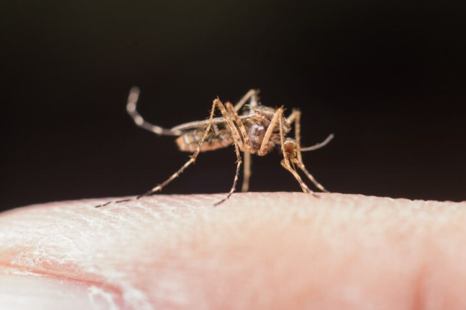 Prevención del Dengue: acciones clave para protegernos y reducir los contagios