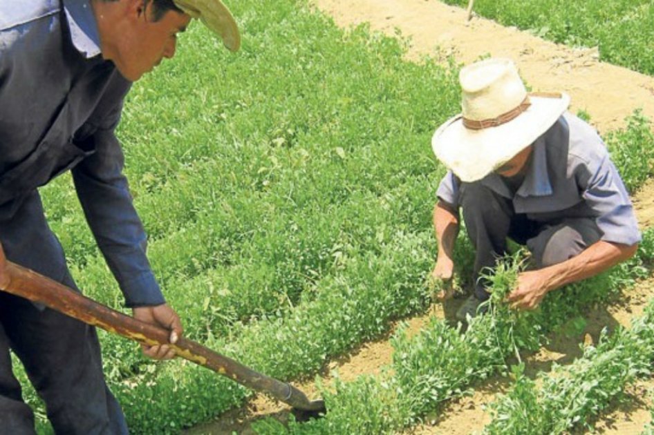 En cintura 80 % del mercado de insumos para el agro