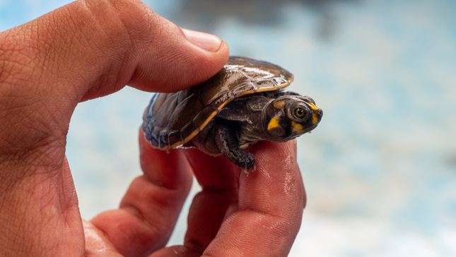 Incautaron 4.001 tortugas que iban a ser exportadas desde Perú a Indonesia