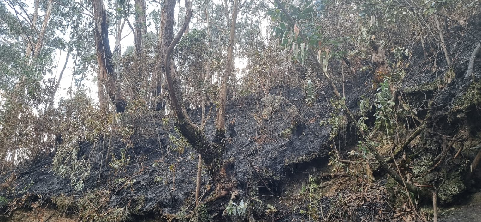 Séptimo día de incendio en los cerros orientales de Bogotá