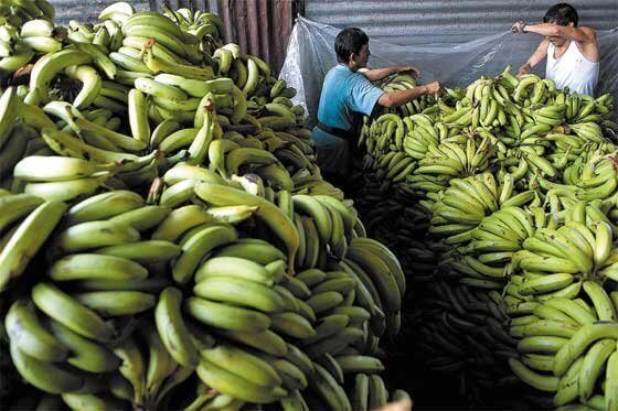 La exportaciones de productos agropecuarios crecieron 6,1 % frente a octubre de 2018. El DANE atribuye este comportamiento al aumento en las exportaciones de bananas (61,8 %). / Archivo El Espectador. 