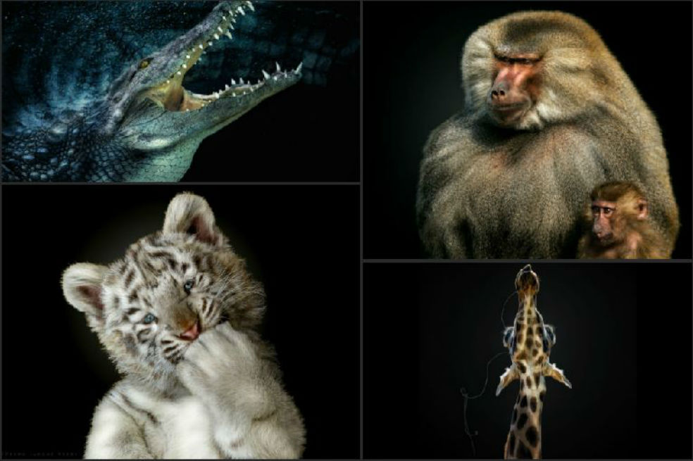 Los mejores retratos del mundo animal