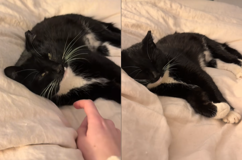 (Video) Gato negro callejero duerme en una cama por primera vez: así reaccionó