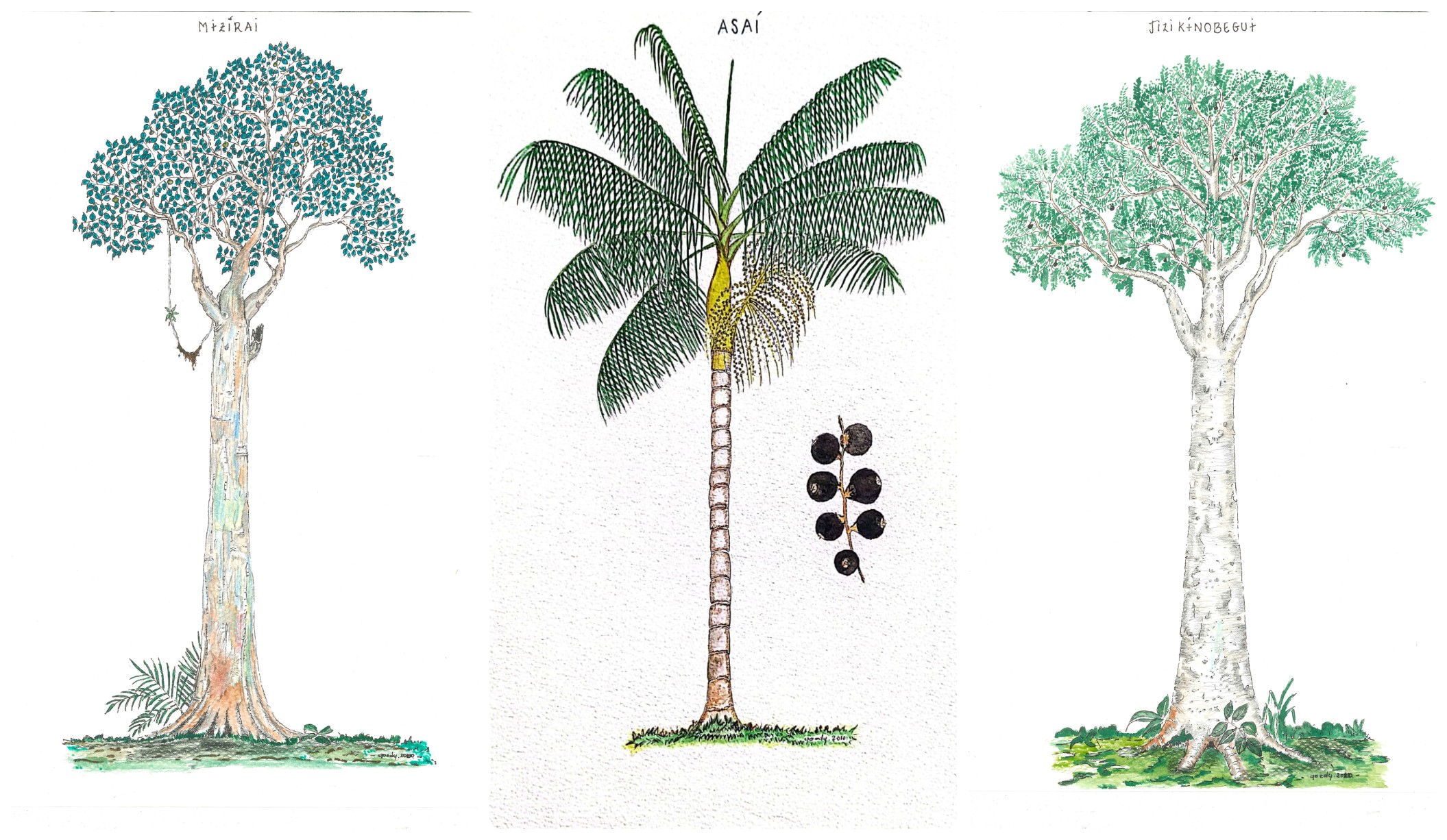 Ilustraciones de árboles de la Amazonia de Diego Guerrero Román.