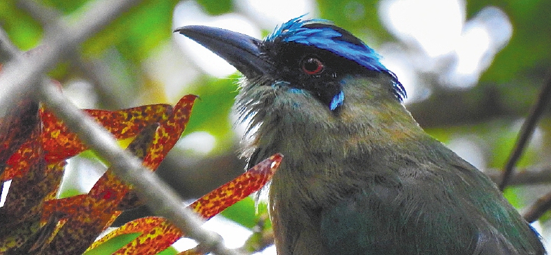 Entre la inmensa biodiversidad de Merenberg se destacan sus bosques andinos y altoandinos, con presencia de especies como el roble blanco, el cedro rosado y el pino colombiano, además de 171 especies de musgos y 145 de líquenes. / María Daniela Pulido
