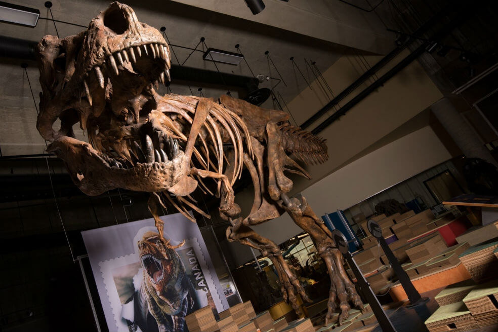 Presentan en Canadá los restos de un Tiranosaurio Rex de 8,8 toneladas y 13 metros de largo