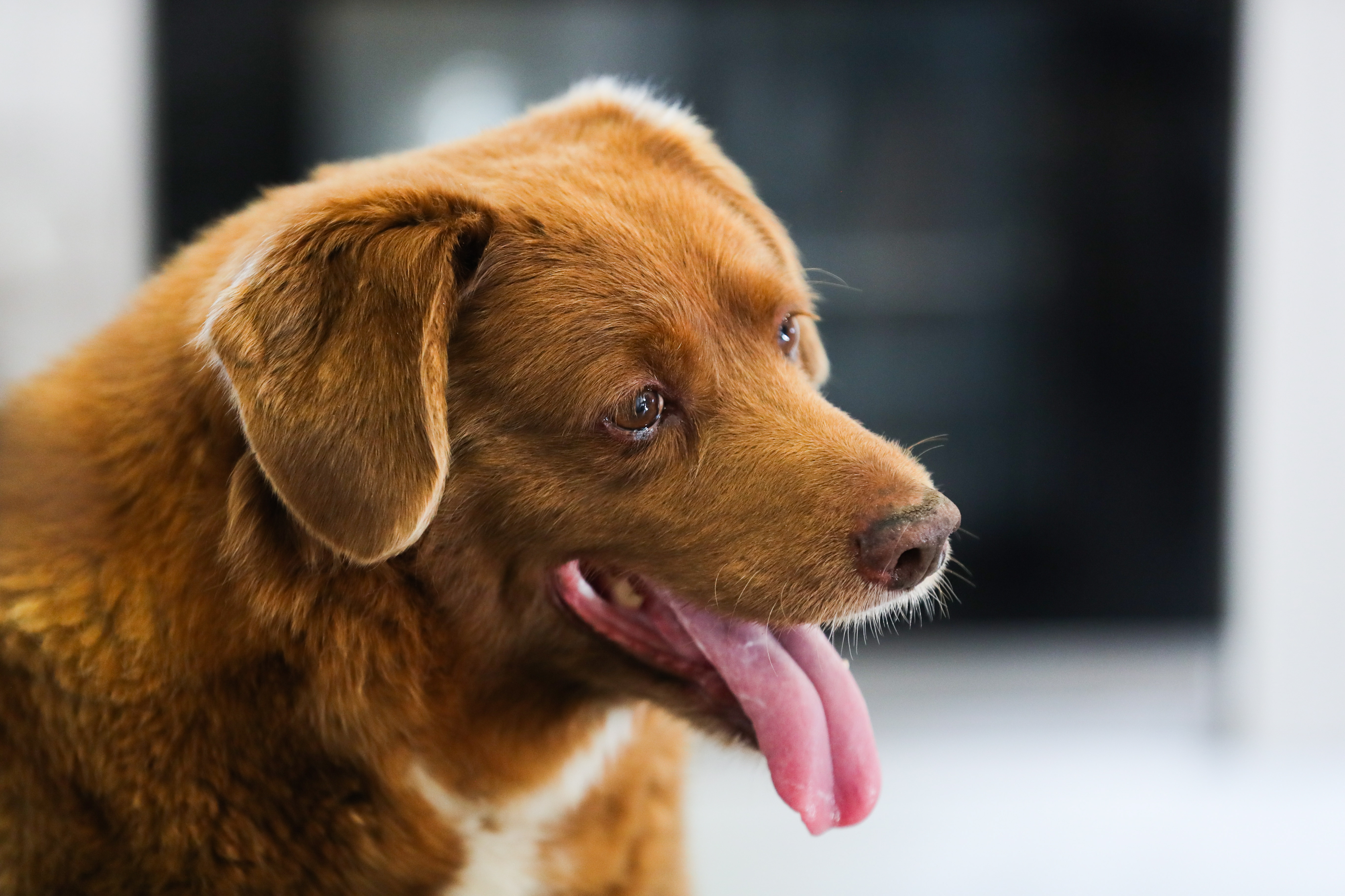 Bobi, el perro más viejo del mundo, cumple 31 años y rompe un nuevo récord