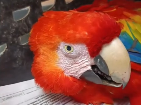 El precio del cautiverio: guacamaya desarrolló un tumor tras vivir en una jaula
