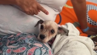 “Me salvó la vida”: Brownie alertó a su cuidadora segundos antes de que todo cayera