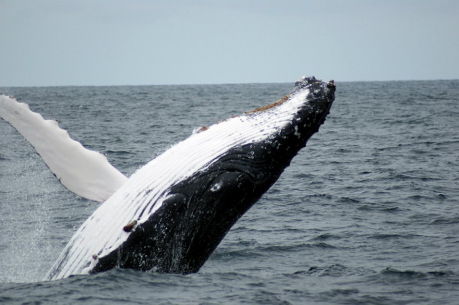 Comienza la cumbre que debatirá el futuro de las ballenas del Atlántico Sur