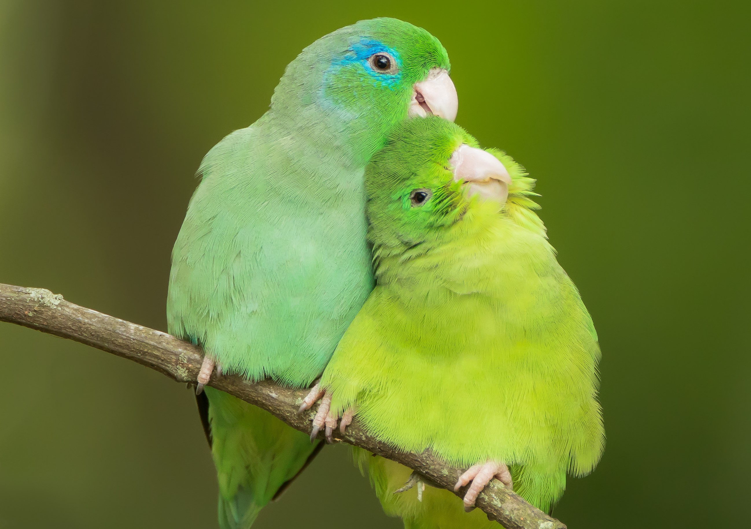 Nueva estrategia para la protección de aves en Colombia