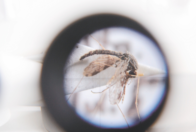 Nuevo aspecto del ciclo de vida del parásito de la malaria: la conversión sexual exprés