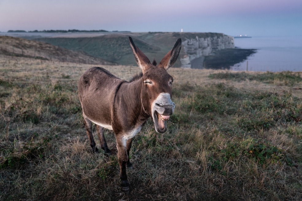 La historia del origen y expansión de un viejo amigo de la humanidad: el burro
