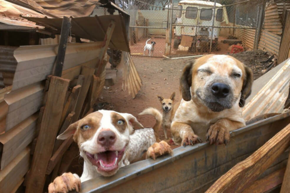 Un cáncer transmisible se ha convertido en un parásito del perro
