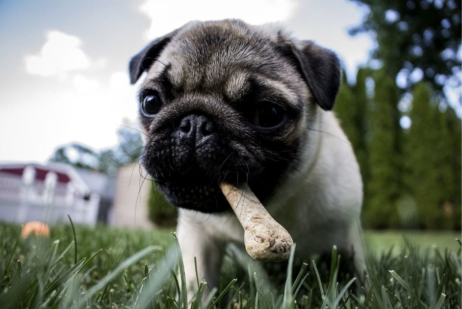 Alimentos que por nada en el mundo le debes dar a tus perros