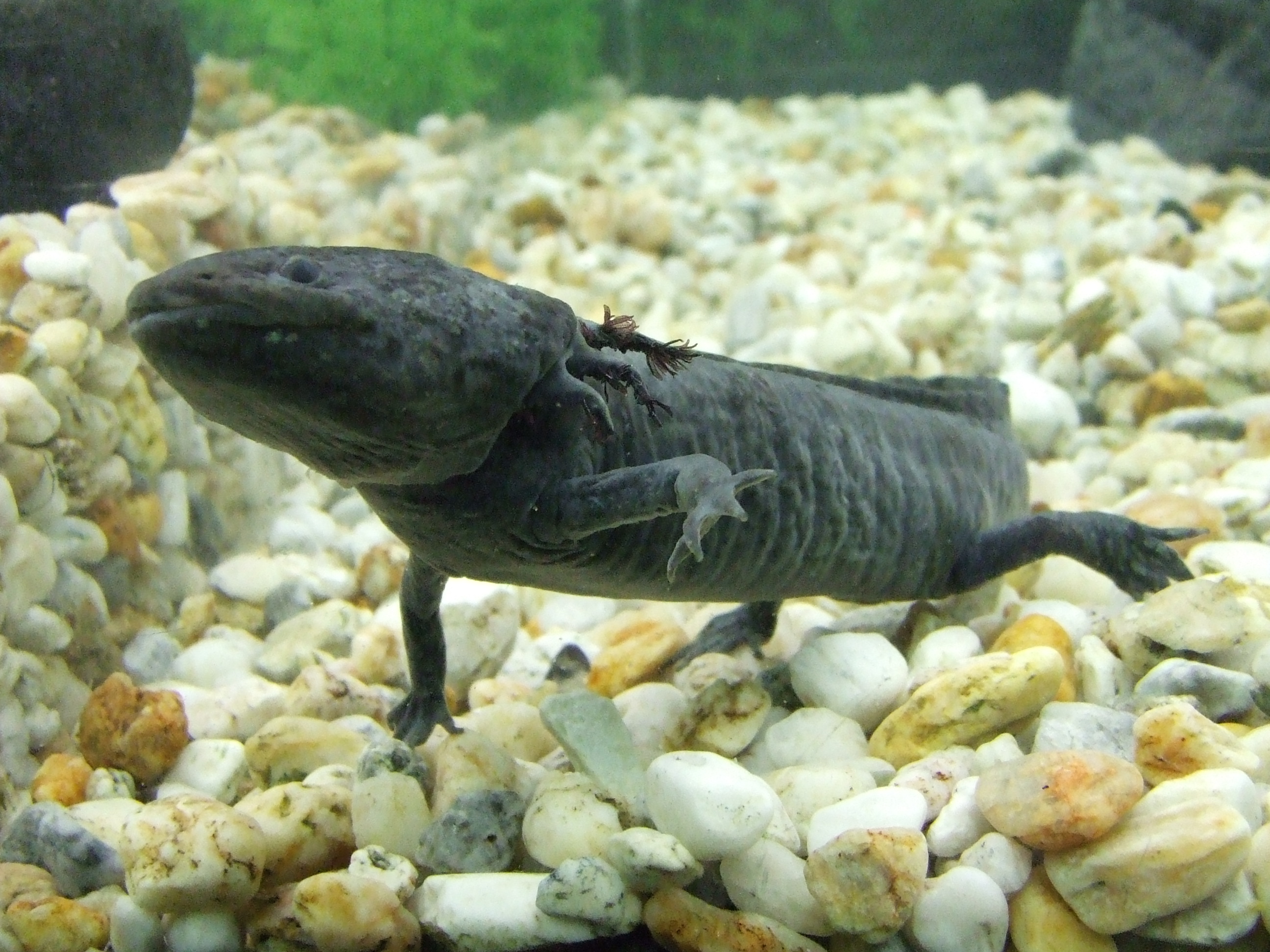 El animal símbolo de México gana fama mundial, pero, al tiempo, pierde su hogar natural