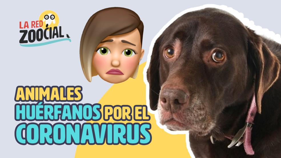 Las mascotas, víctimas invisibles de la pandemia de coronavirus