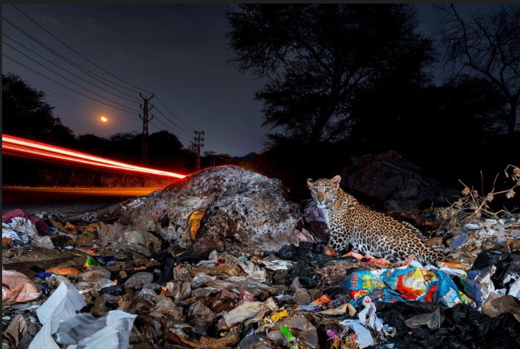 Las imágenes de vida silvestre ganadoras del concurso Nature in Focus 2025