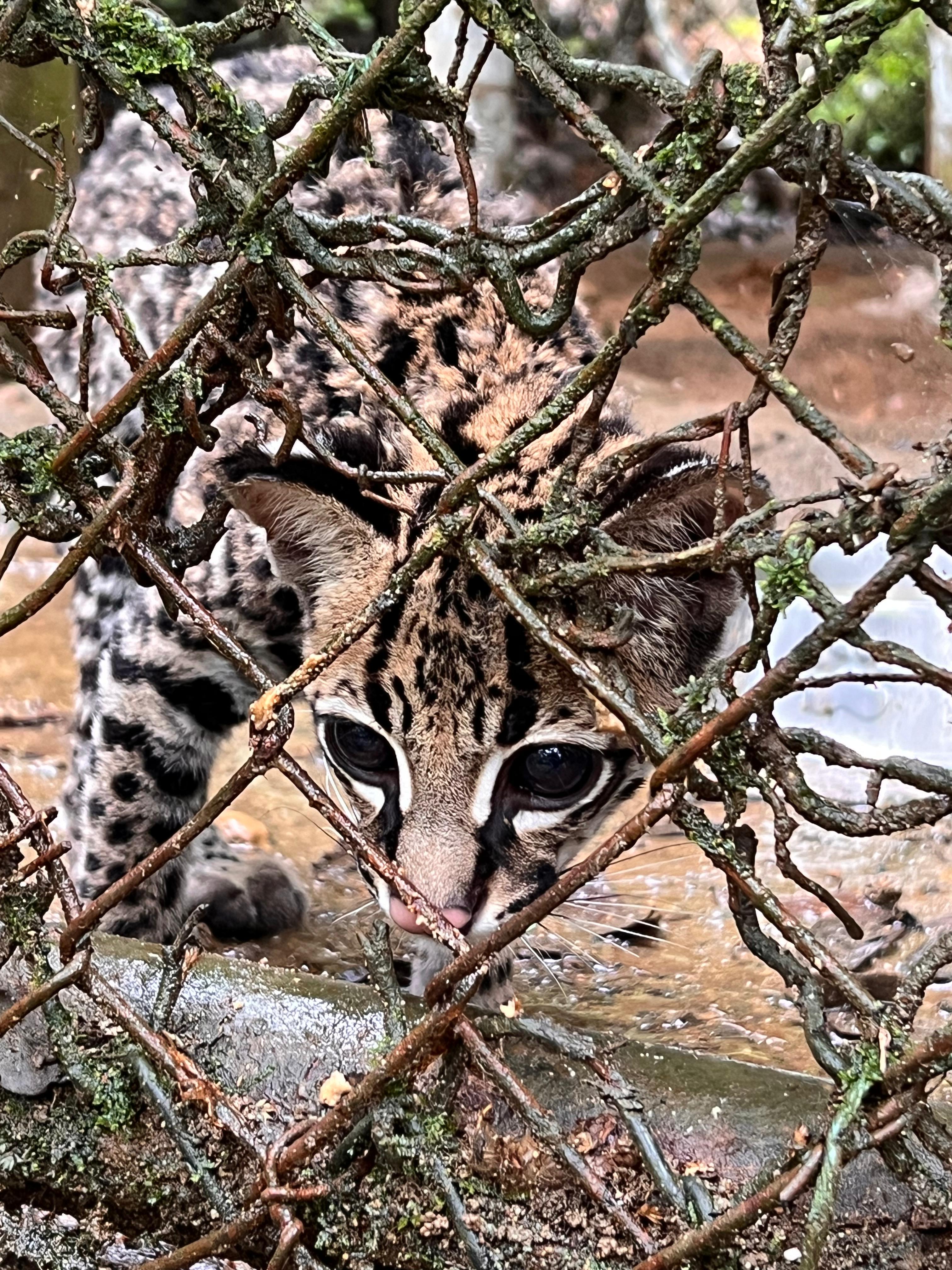 COP16: informe revela cómo se mueve el tráfico de animales silvestres en Colombia