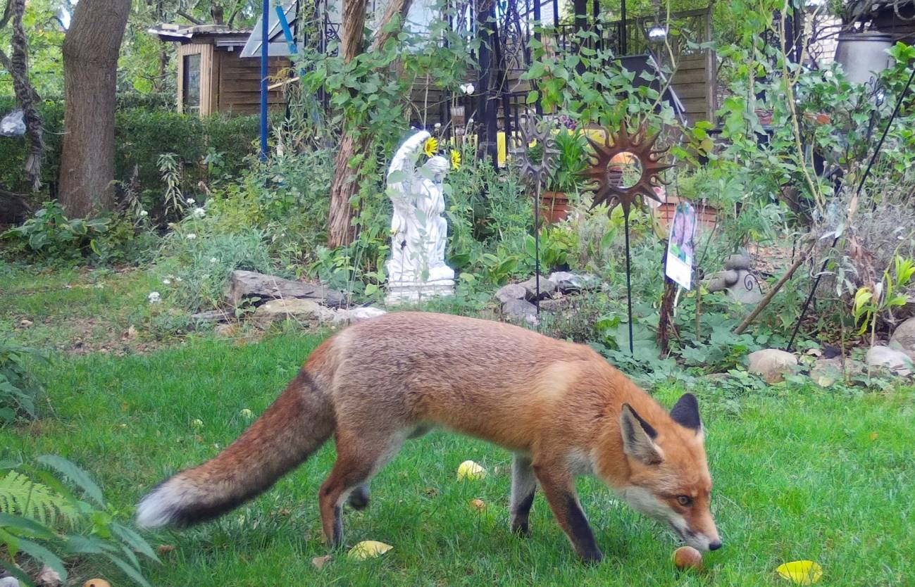 Así ahuyentan los gatos a los animales salvajes que llegan a sus jardines