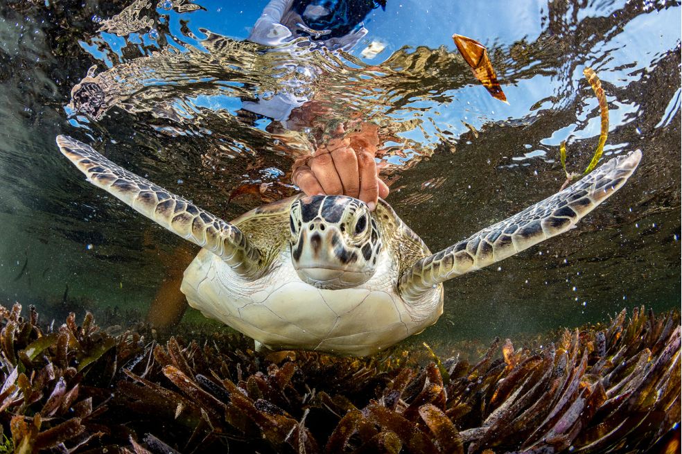 Fotógrafo de conservación del año: En la subsección de esperanza el ganador fue Shane Gross. Su imagen retrata el momento en el que una tortuga verde marina es liberada por un investigador.