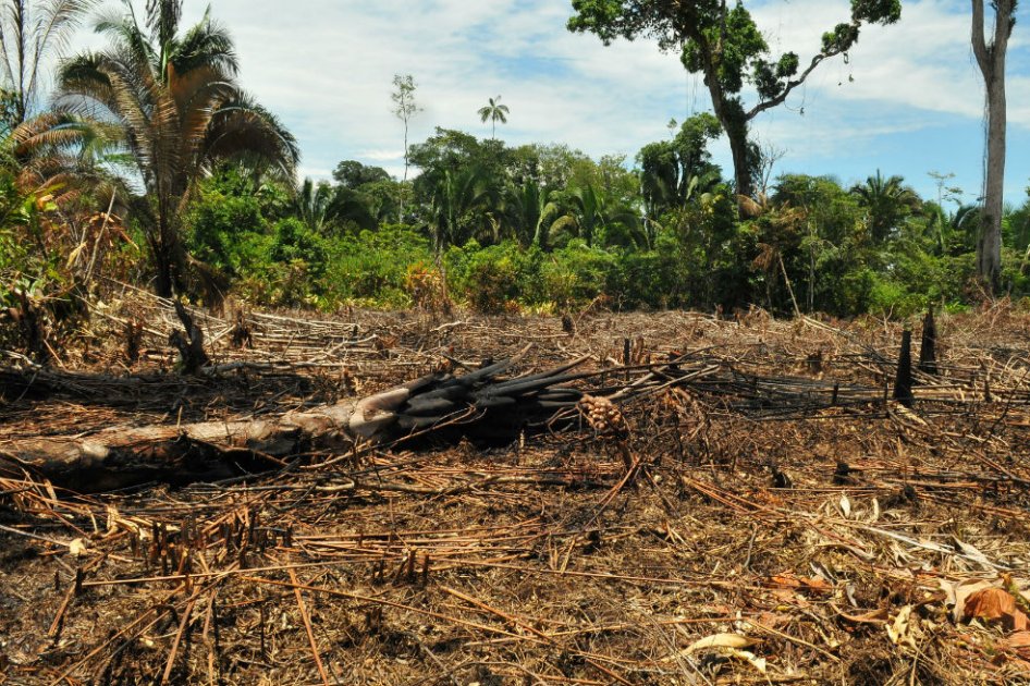 Militares, policías y Fiscalía se unen para perseguir a los destructores de la selva amazónica