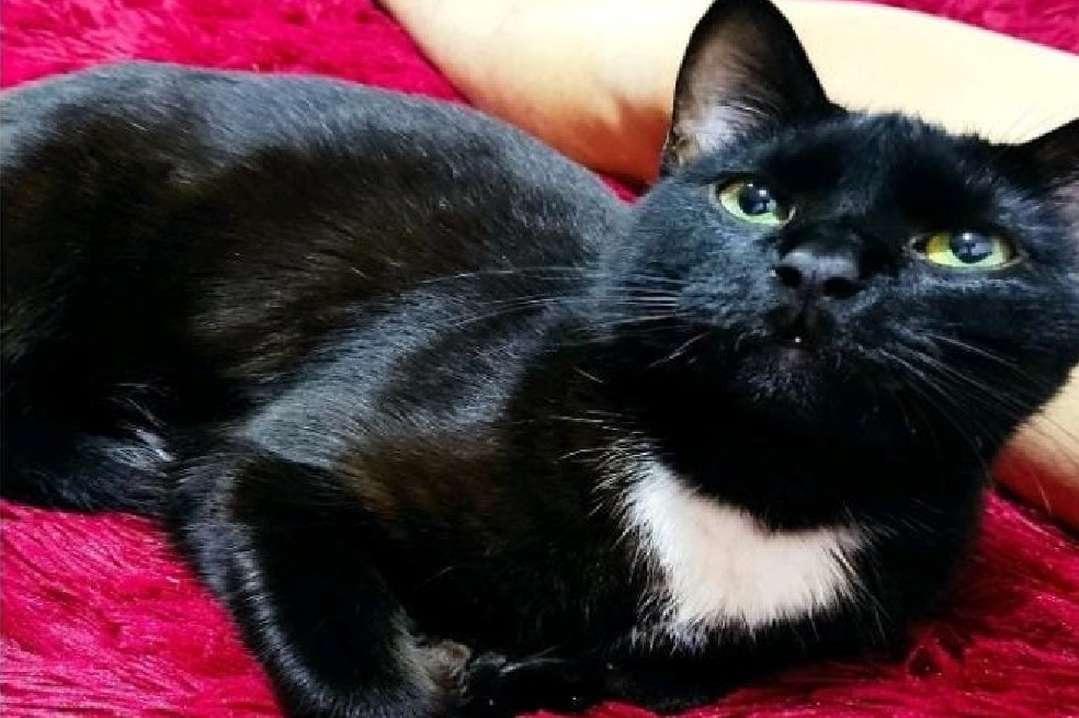 Buscan a Kai: gato perdido en Torremolinos en Bogotá