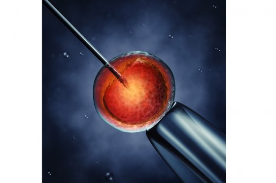 Fertilización in vitro. / 123rf
