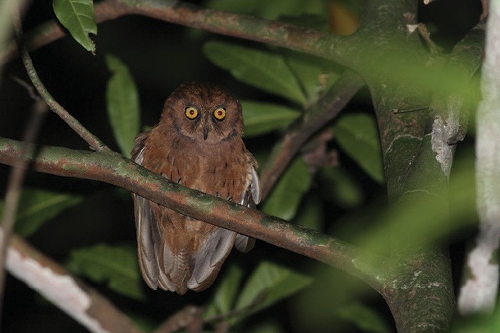 Búhos ayudarían a controlar a la paloma como especie invasora en Manizales