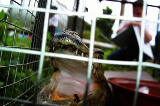 Tráfico de animales silvestres: la tarea detrás de la operación retorno en Antioquia