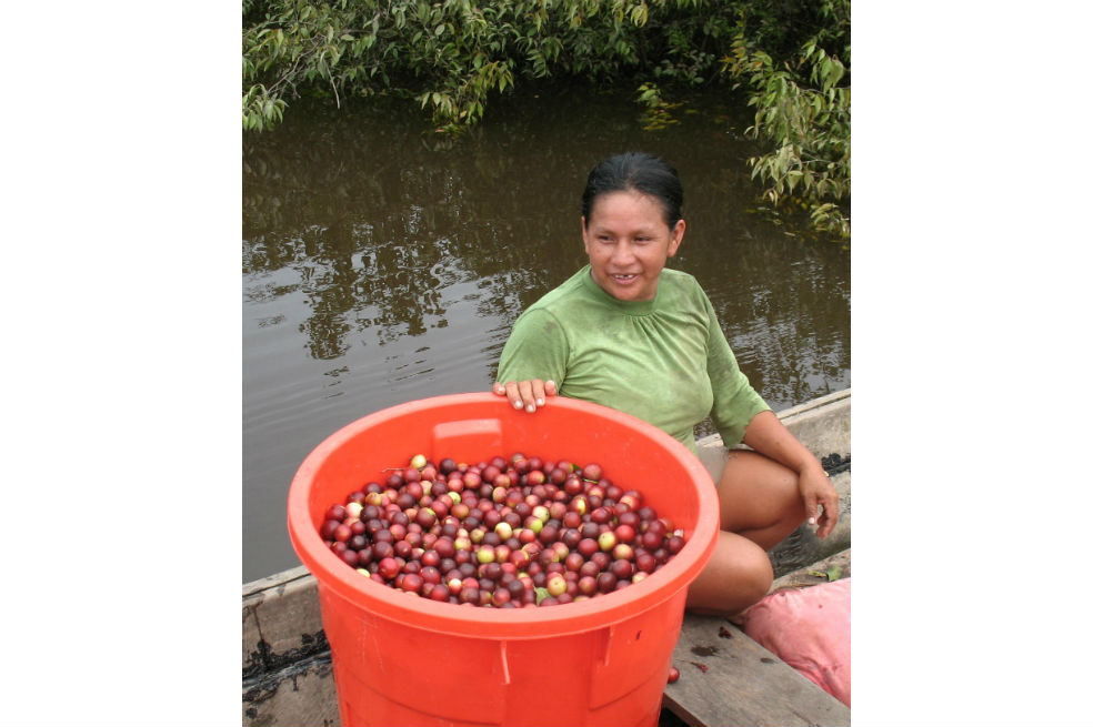 El camu camu es cosechado por mujeres indígenas en el departamento del Amazonas.