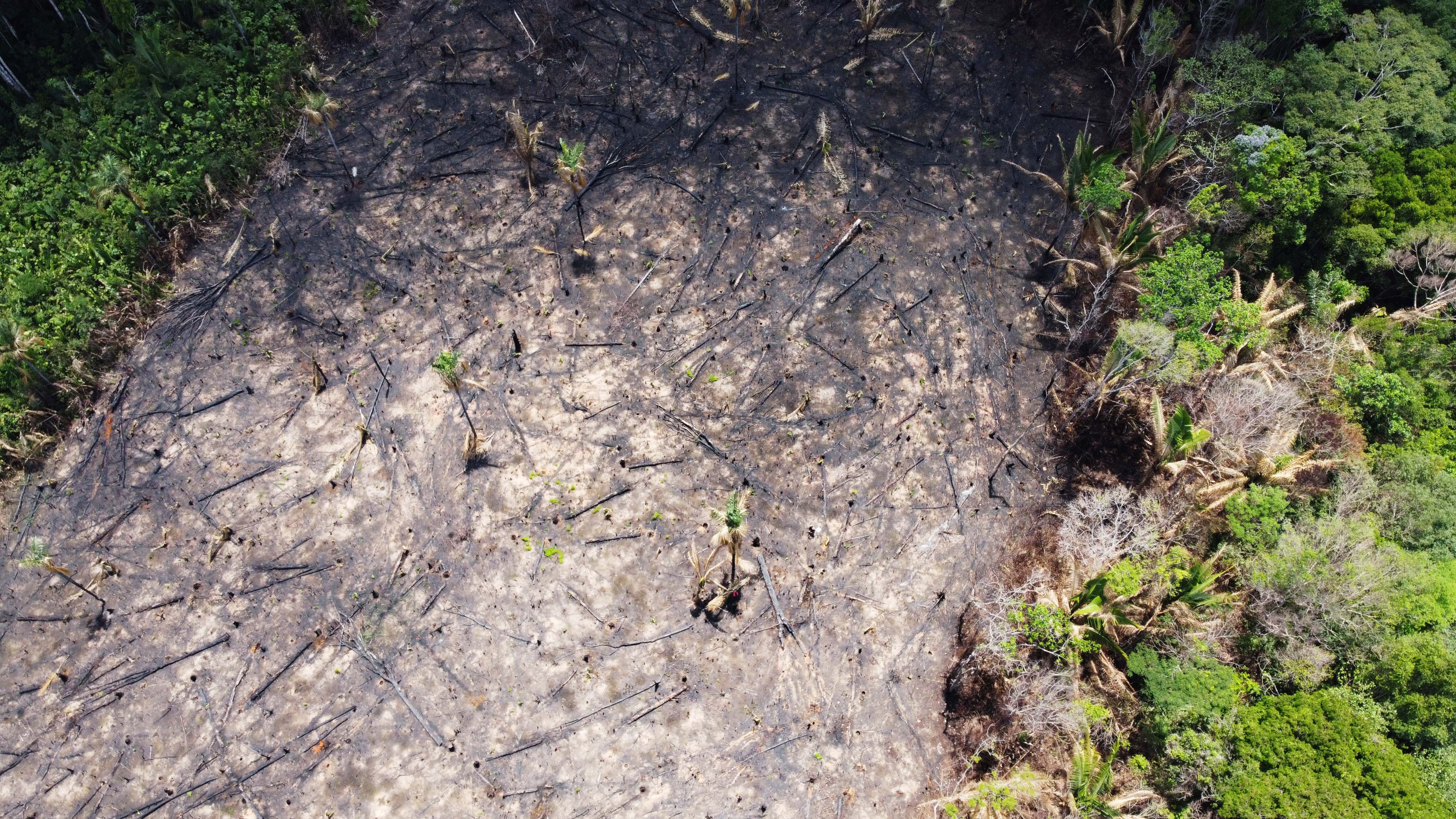El Niño transformó un sector de la Amazonia en un gran emisor de carbono