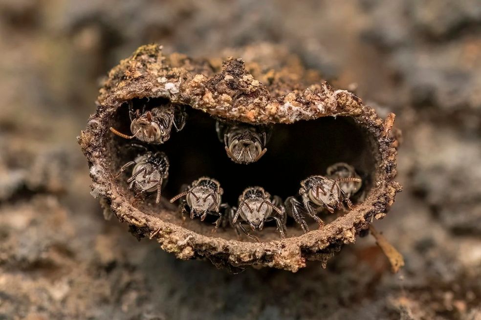 Ganador de la categoría Fotógrafo joven: El ganador fue Rithved Girish de catorce años. Durante un viaje a la aldea de Mezhathur en Kerala, India, Girish fotografió este nido de abejas sin aguijón.