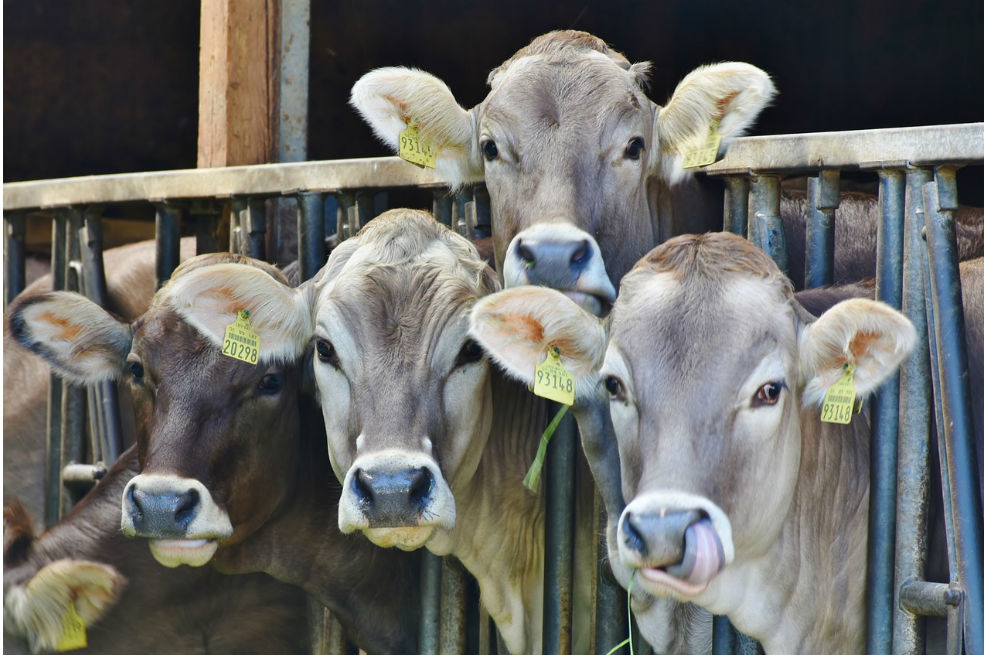 Producir carne contamina más que sacar petróleo