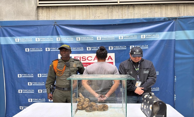 Capturan a hombre que tenía una boa como “mascota” y un conejo para alimentarla