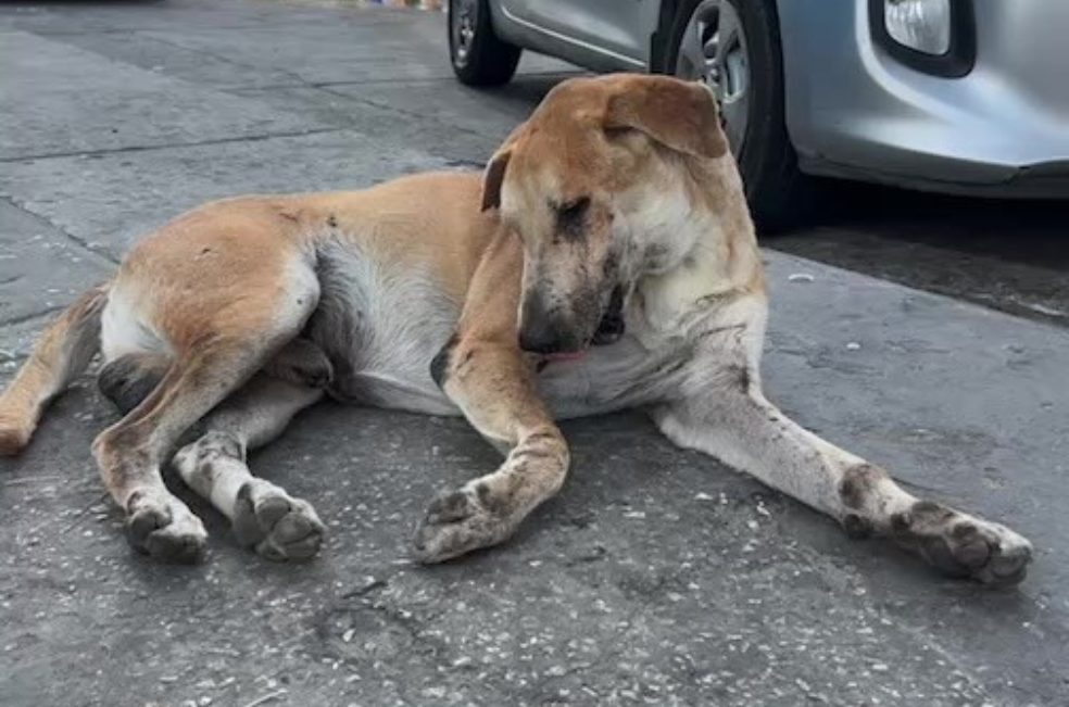 Perros y gatos sobreviven entre basura y con hambre en el mercado de Barranquilla (video)