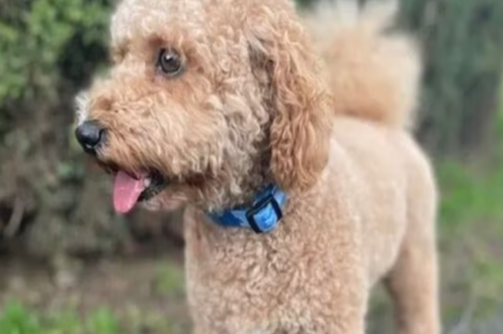 Perro perdido realizó un viaje de 160 km antes de regresar con su dueña en EE. UU.
