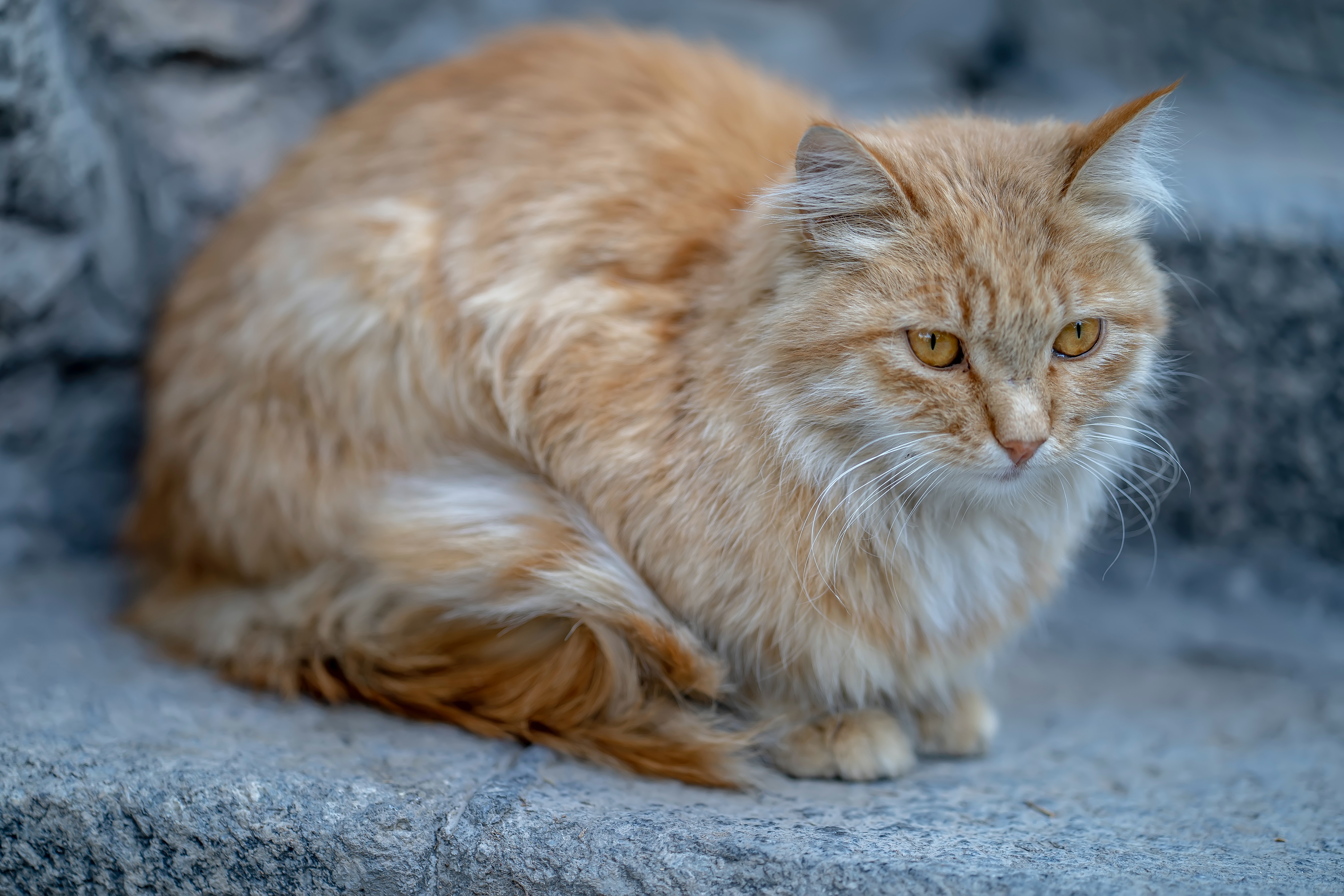 Cinco razones para tener un gato naranja en casa
