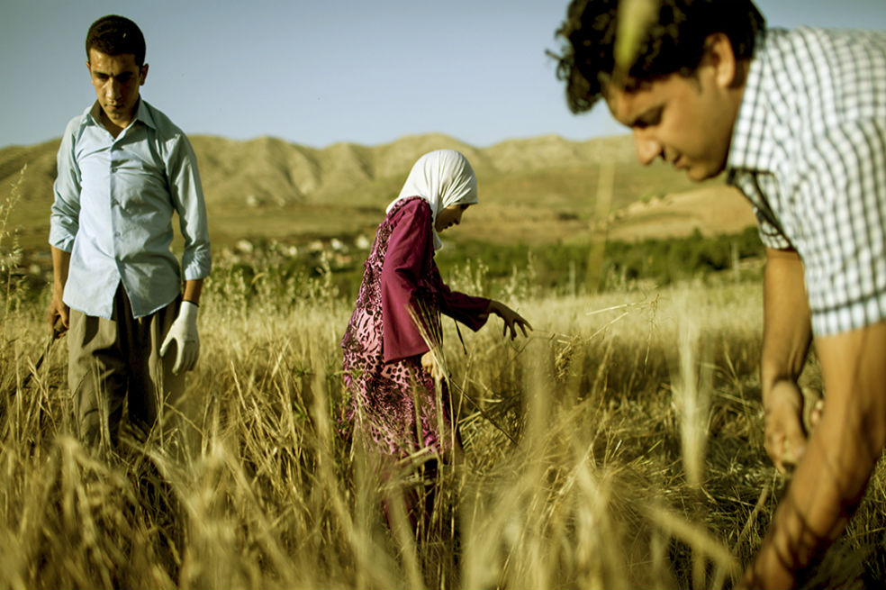 El cambio climático está devastando los cultivos en Irak