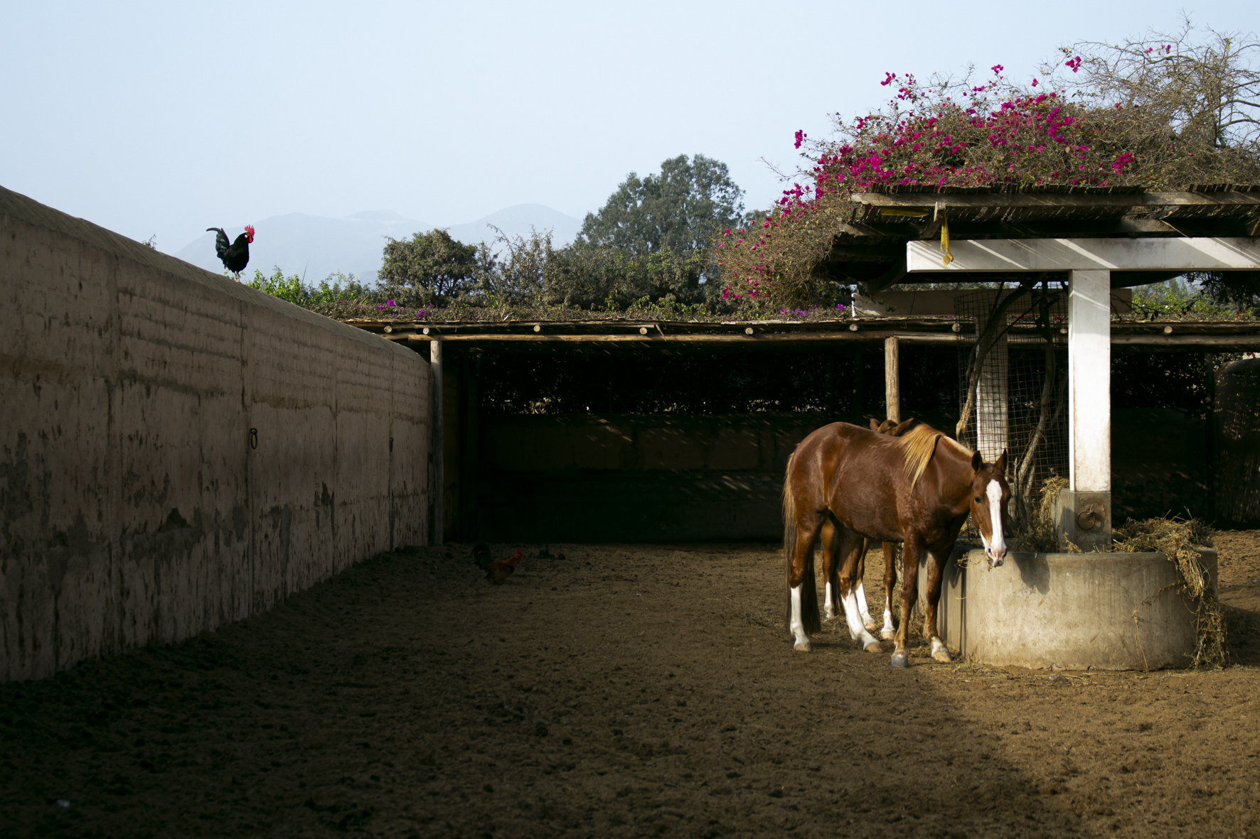 En la casa hacienda Los Ficus podrá apreciar al caballo peruano, con su lujoso apero y la vestimenta típica de los chalanes (tradicionales domadores de estos animales). Asimismo, podrá conocer sobre la crianza y el pastoreo, y vivirá un día en contacto con la naturaleza al mejor estilo peruano.