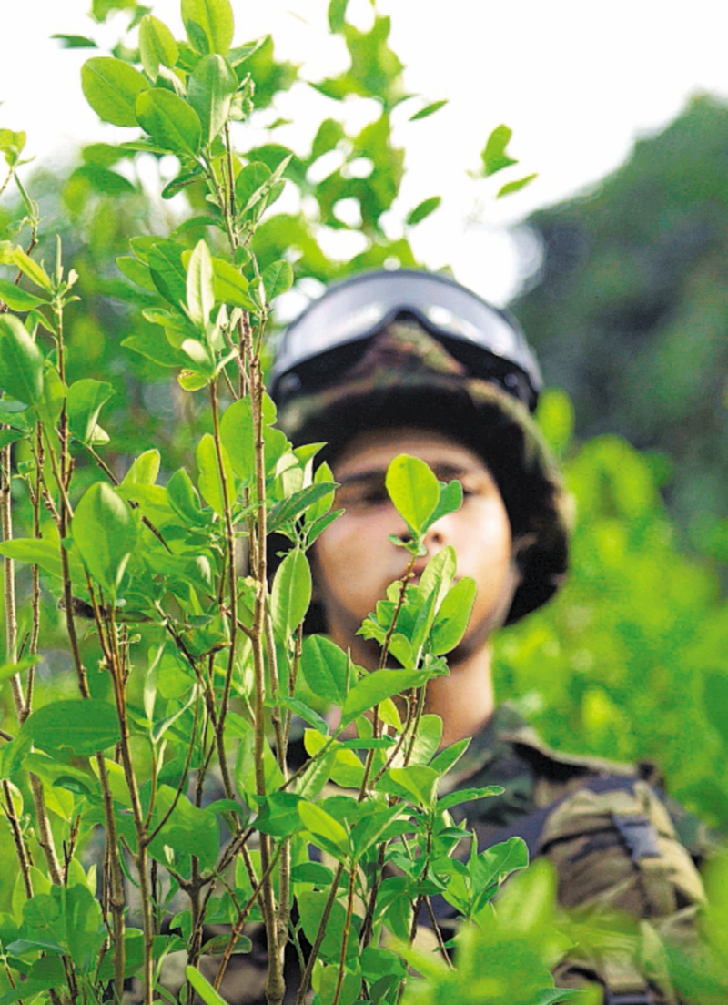 Al menos seis meses tomaría a la Policía Nacional volver a fumigar con glifosato.