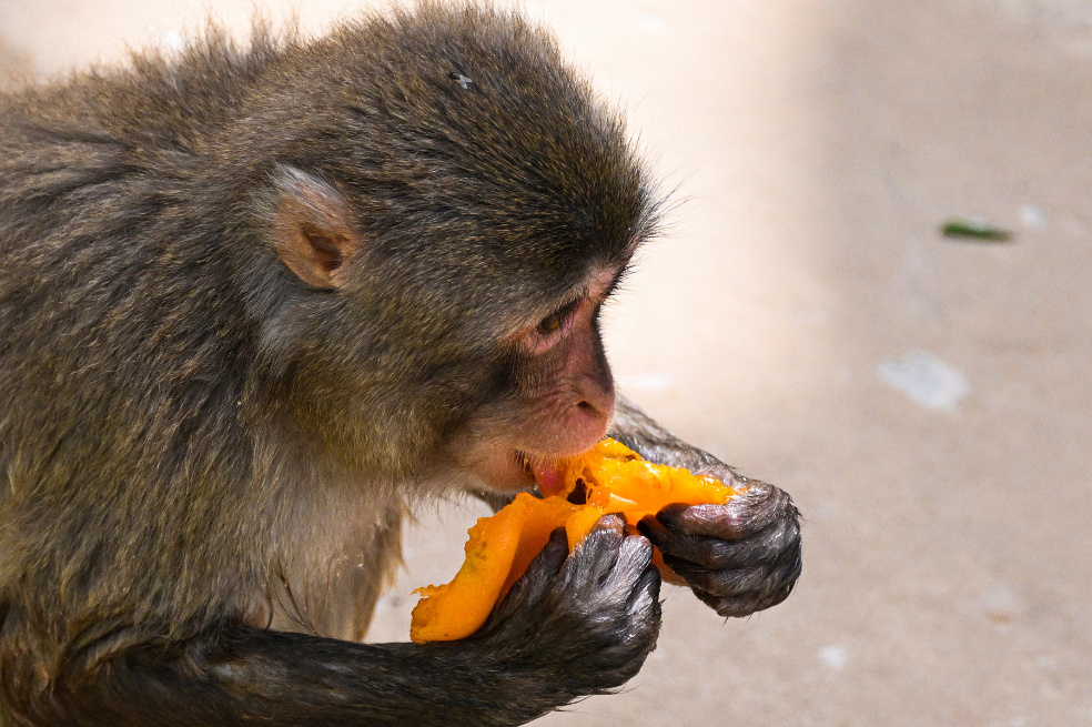 Cerca de la entrada del parque, un grupo de macacos japoneses se abalanza sobre los helados de frutas frescas.