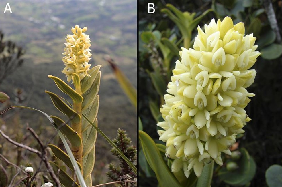 Esta es la nueva especie de orquídea que tiene Colombia
