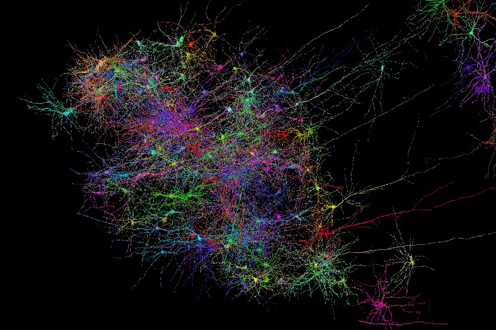 Google mapea una parte del cerebro con un detalle que no se había logrado antes