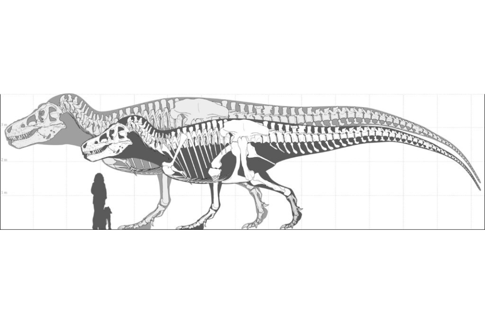 El tiranosaurio rex pudo haber sido un 70 % más grande lo que se cree