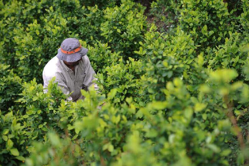 Cifra récord de cultivos y producción de coca en Colombia en 2019, según Estados Unidos